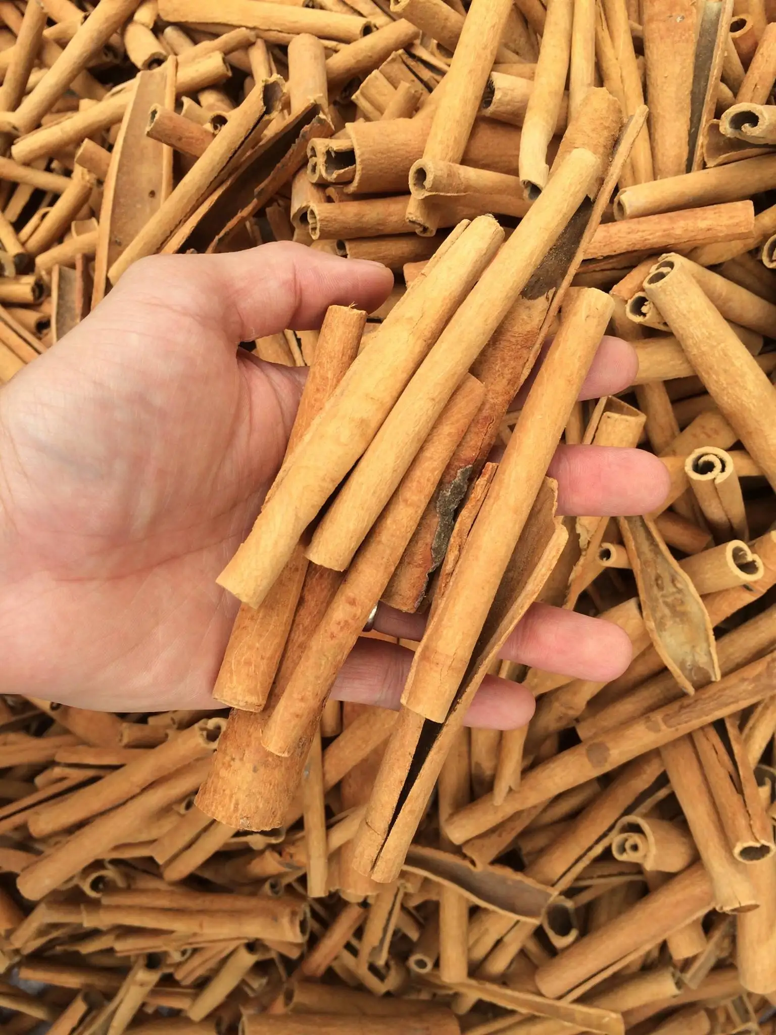 VIETNAM CINNAMON STICK PROMPT SHIPMENT AT COMPETITIVE PRICE