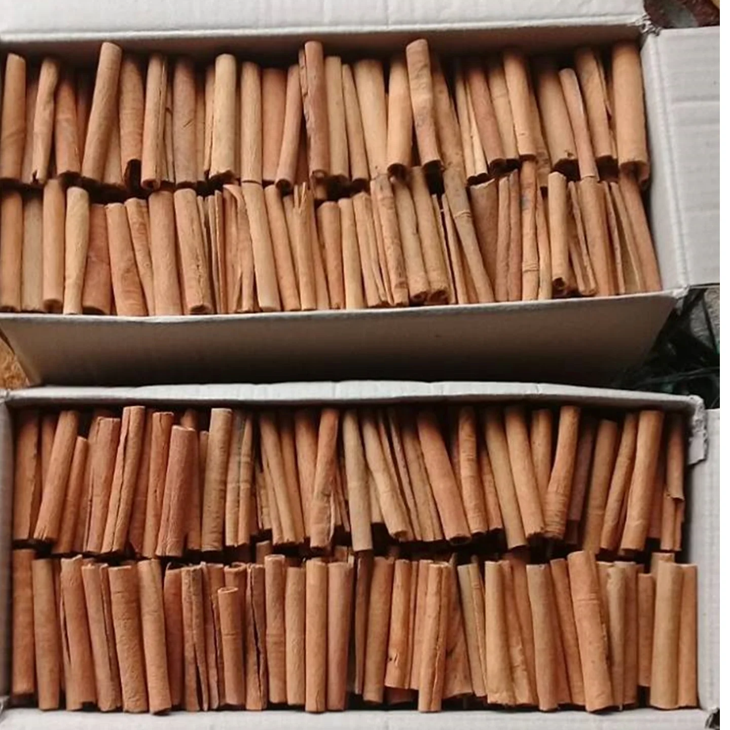 
Best Price Top Quality Species Cinnamon Stick 