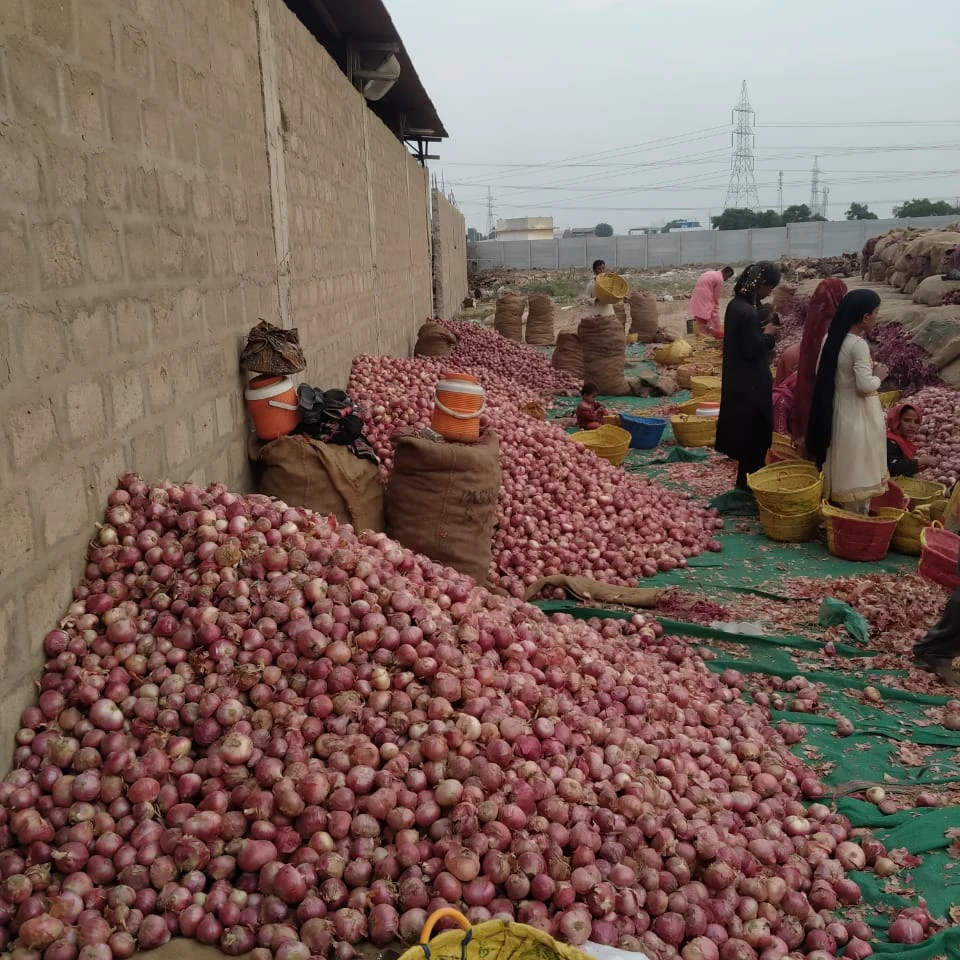Свежий органический, сорт А, экспорт качественного лука-поставщик красного лука из пакистана