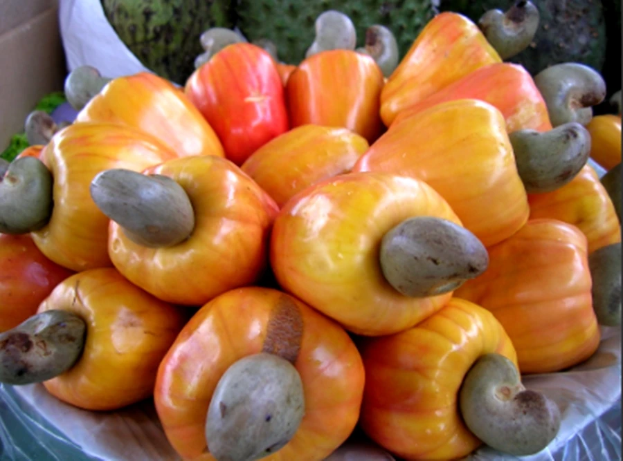 Cashews Nut Raw Whole Cashew Nuts 100% Natural Best Quality Export Grade AA Wholesale Premium Product Of Thailand