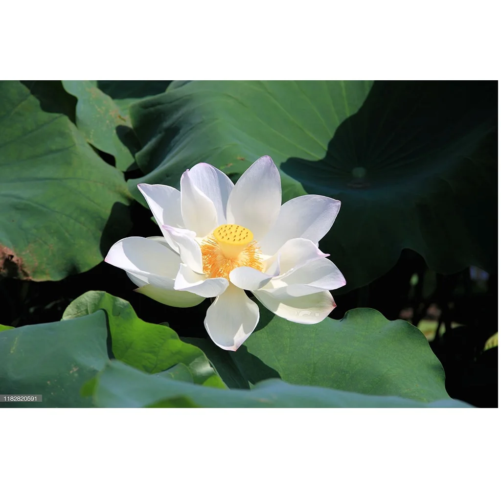 Natural Sweet Taste Mild Scent Pickled White Wine Snow Lotus Wine Good For Health With Glass Bottle Exported From Vietnam