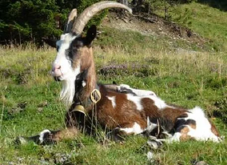 Tauernscheck goats,cow,camel,sheep,goat,ox,bull