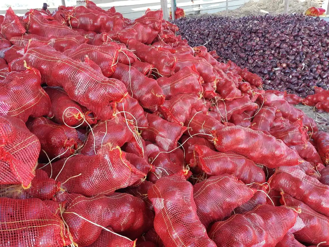 Fresh yellow Onion/Onions Exporter in Egypt -Hot Sale with High Quality and Low Price