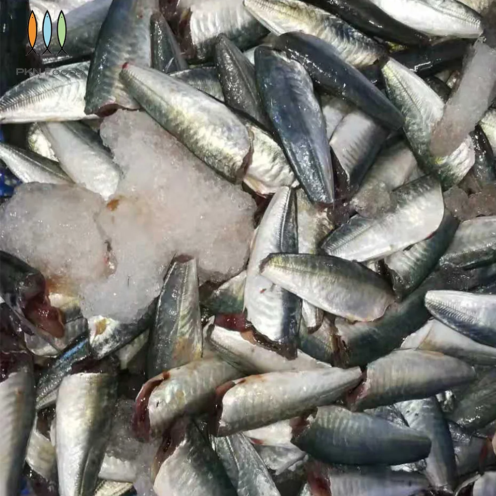 Scad Fish BLOCK Frozen Seafood Seasonal Whole Body Decapterus Maruadsi Round Scad HGT with Box Packaging