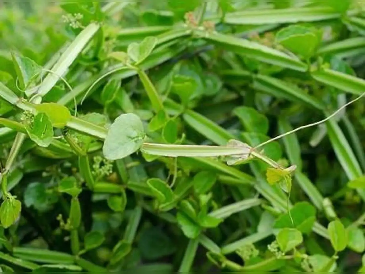 Adamant Creeper Powder | Cissus powder from Indian Agri Farm Whatsapp + 919619091811