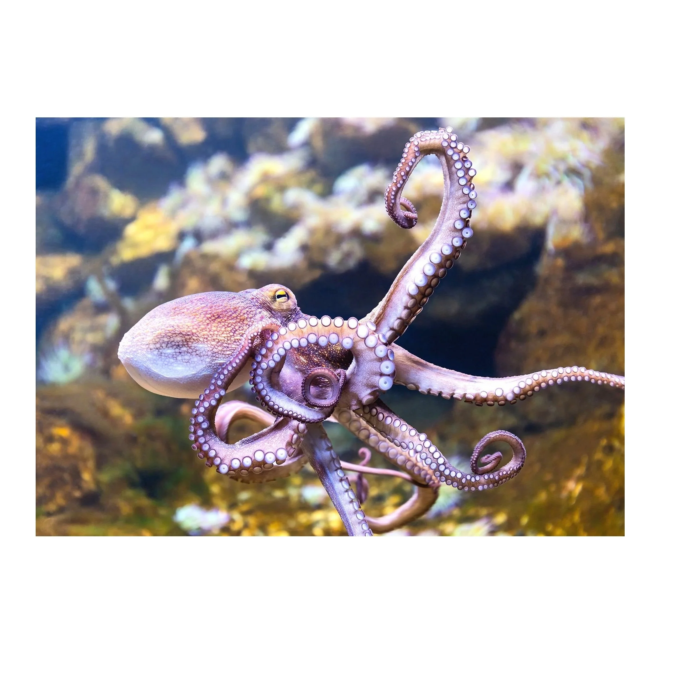 Premium Quality Wholesale Octopus For Sale In Cheap Price