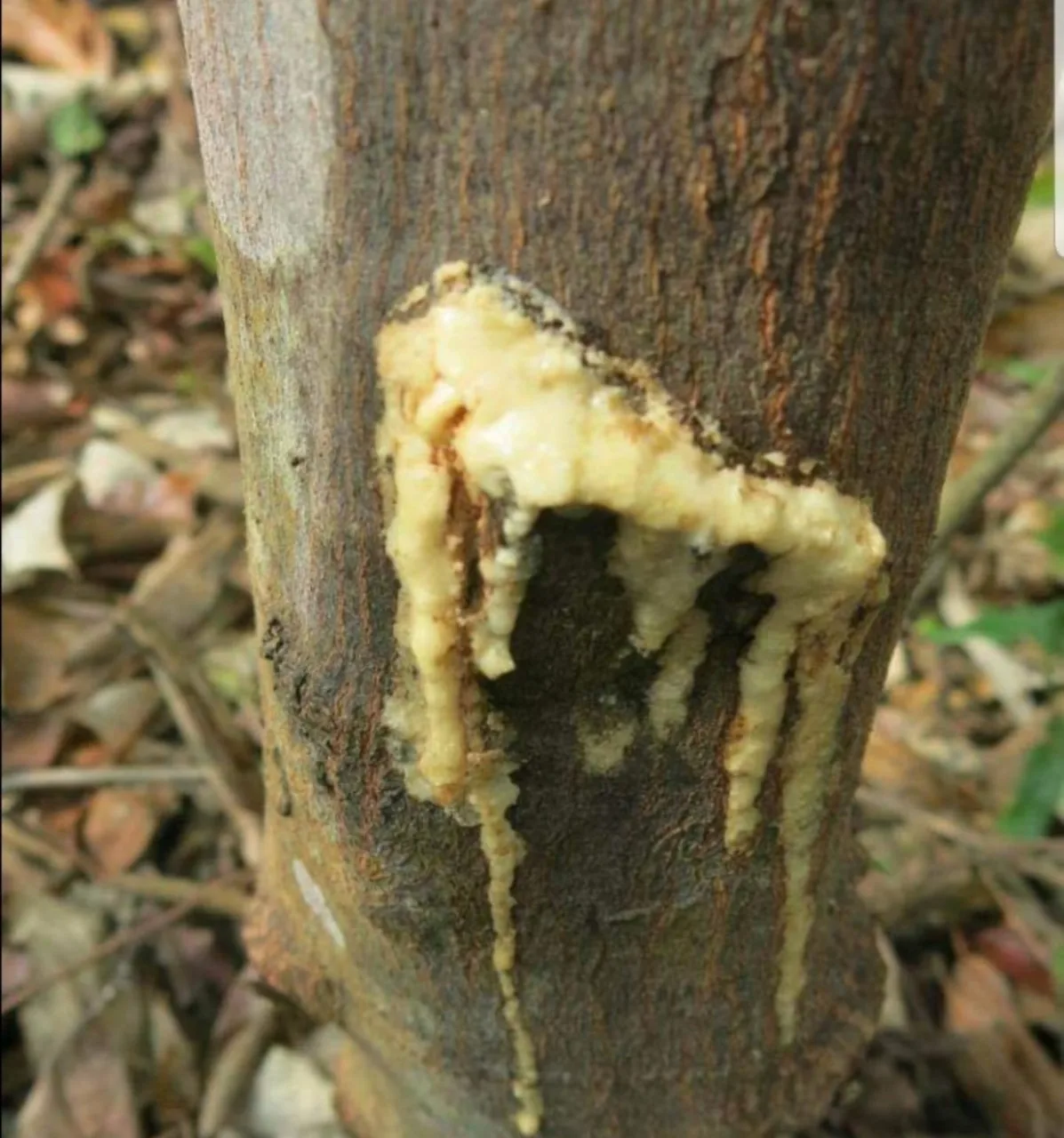 Резиновая камедь для бензоина Siam по конкурентоспособной цене/материал эфирного масла Styrax ароматизаторов/Shyn Tran + 84382089109