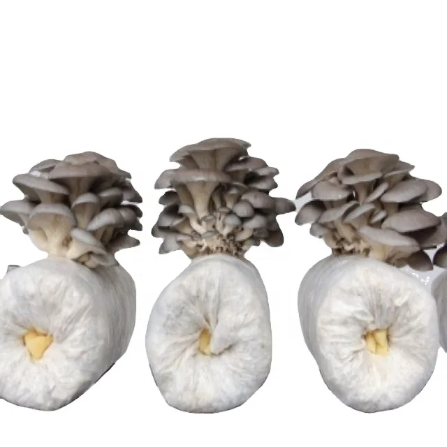 
Oyster Mushroom Spawn/logs/bags Supplier Chinese Factory with smart factory made 