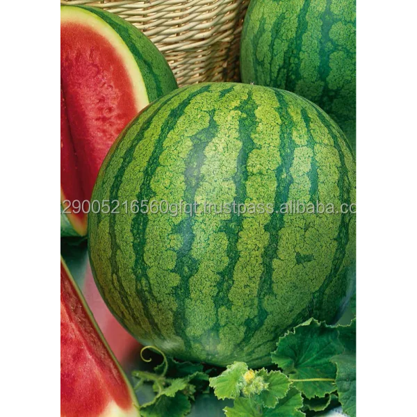 -WATERMELON-.png
