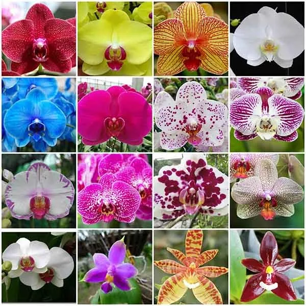 [BEST SELLER 2022] Fresh orchid flower with high quality and BEST PRICE FROM VIETNAM/ WHOLESALE 2022