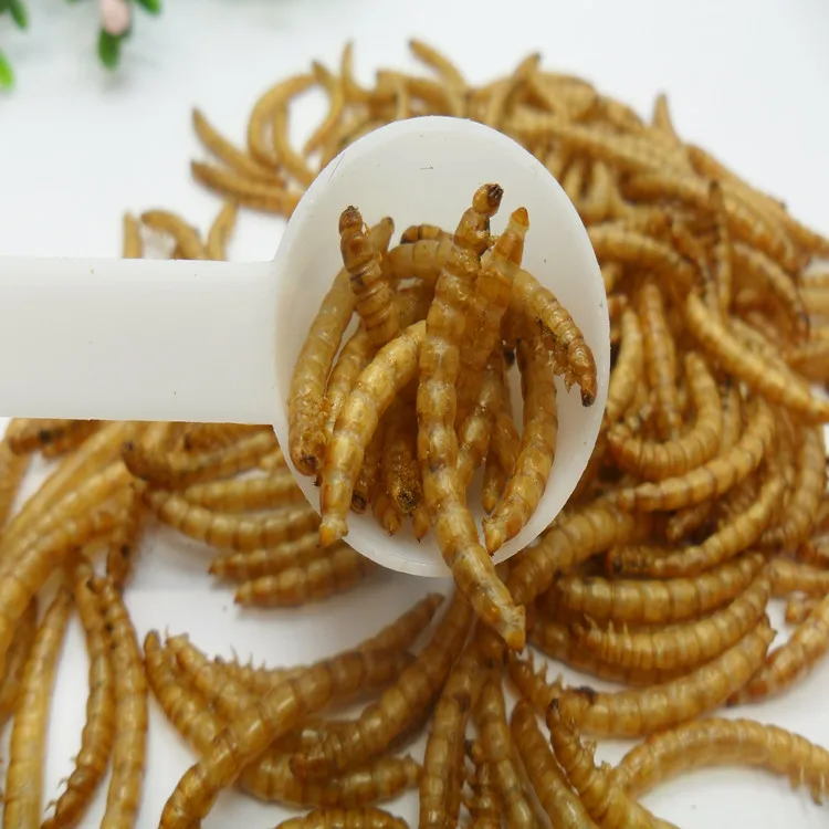  Корм для животных с оригинальным вкусом 100% от Vietam 2021 // Ms Sofia + 84 789946878