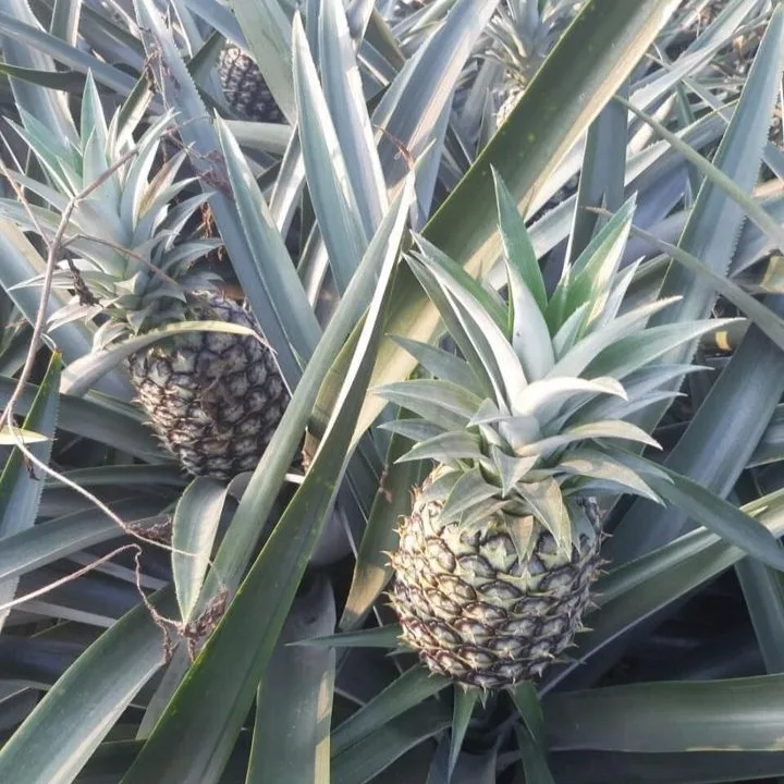  Vietnam pineapple fruit contains a lot of vitamin C combined with processing drinks which is exported to many