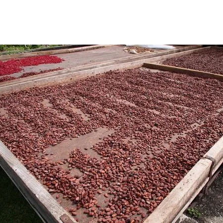 
Raw Sun-Dried Cocoa Beans BEST BEST PRICE 