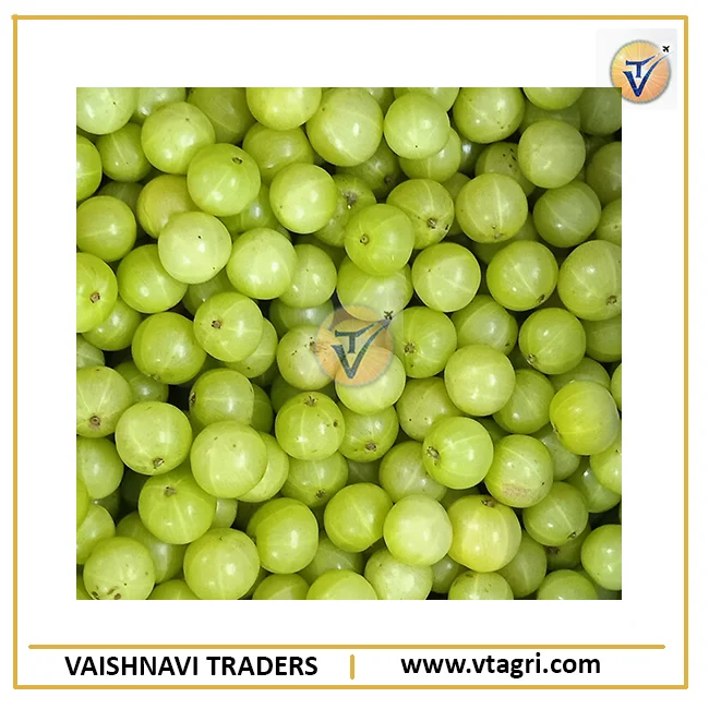 High Quality Fresh Indian Green Gooseberry - Amla