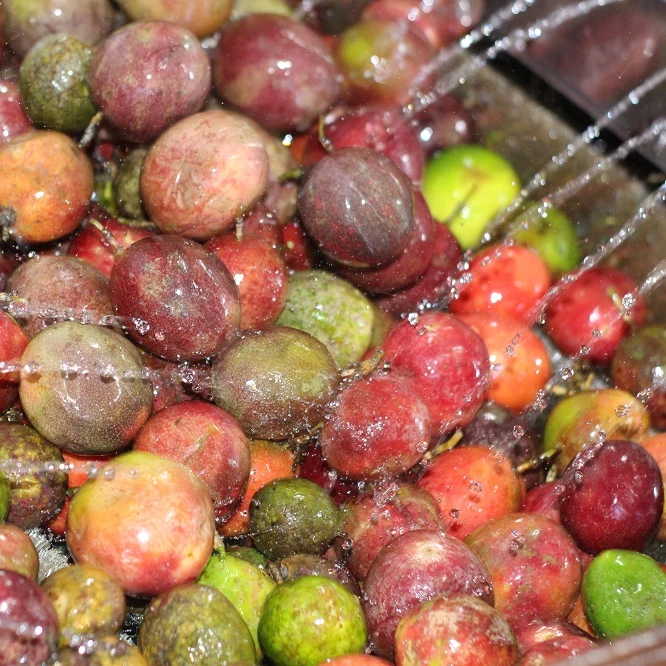 Top Selling Trade Fruit Sweet Taste Vacuum Pack Natural Color -18C Storage Frozen Passion Fruit From Vietnam