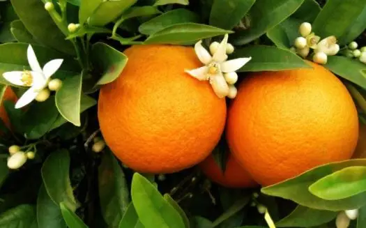 Fresh ORANGE 2021 BEST PRICE Washington Navelina Navelate Valencia Cara Cara Fukumato Navel Ready to Export