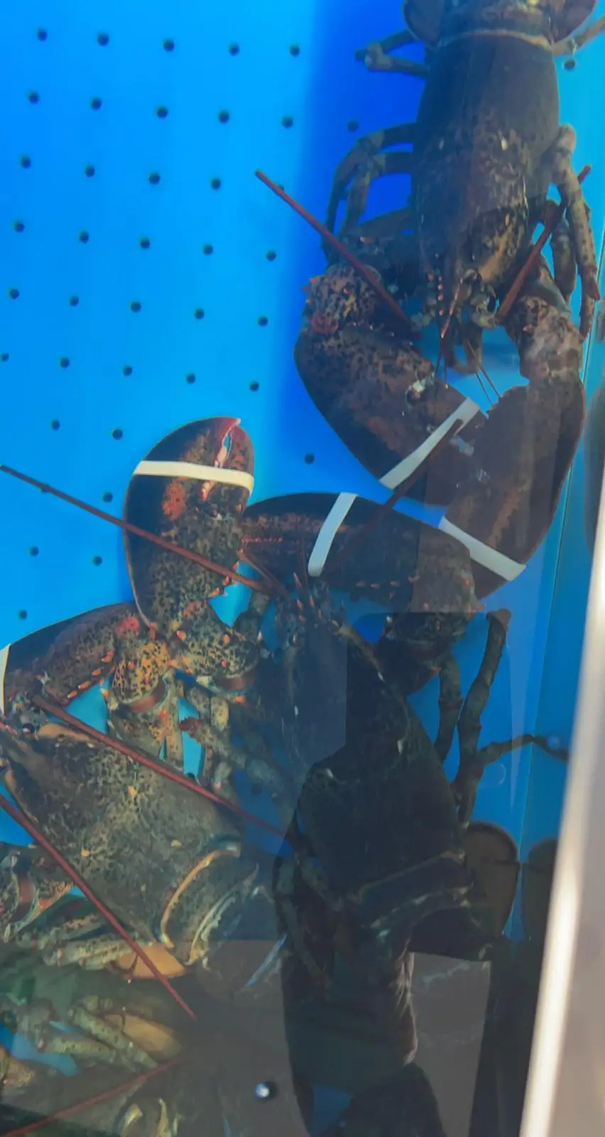 Seafood Live Canadian Frozen Lobsters (Frozen