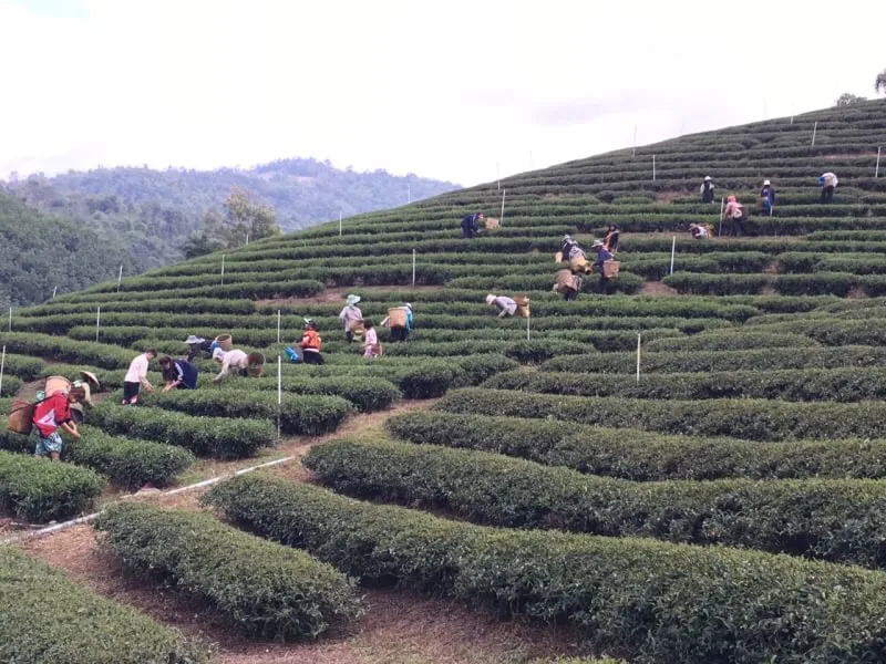 
Gui Fei Jin Xuan Tea 