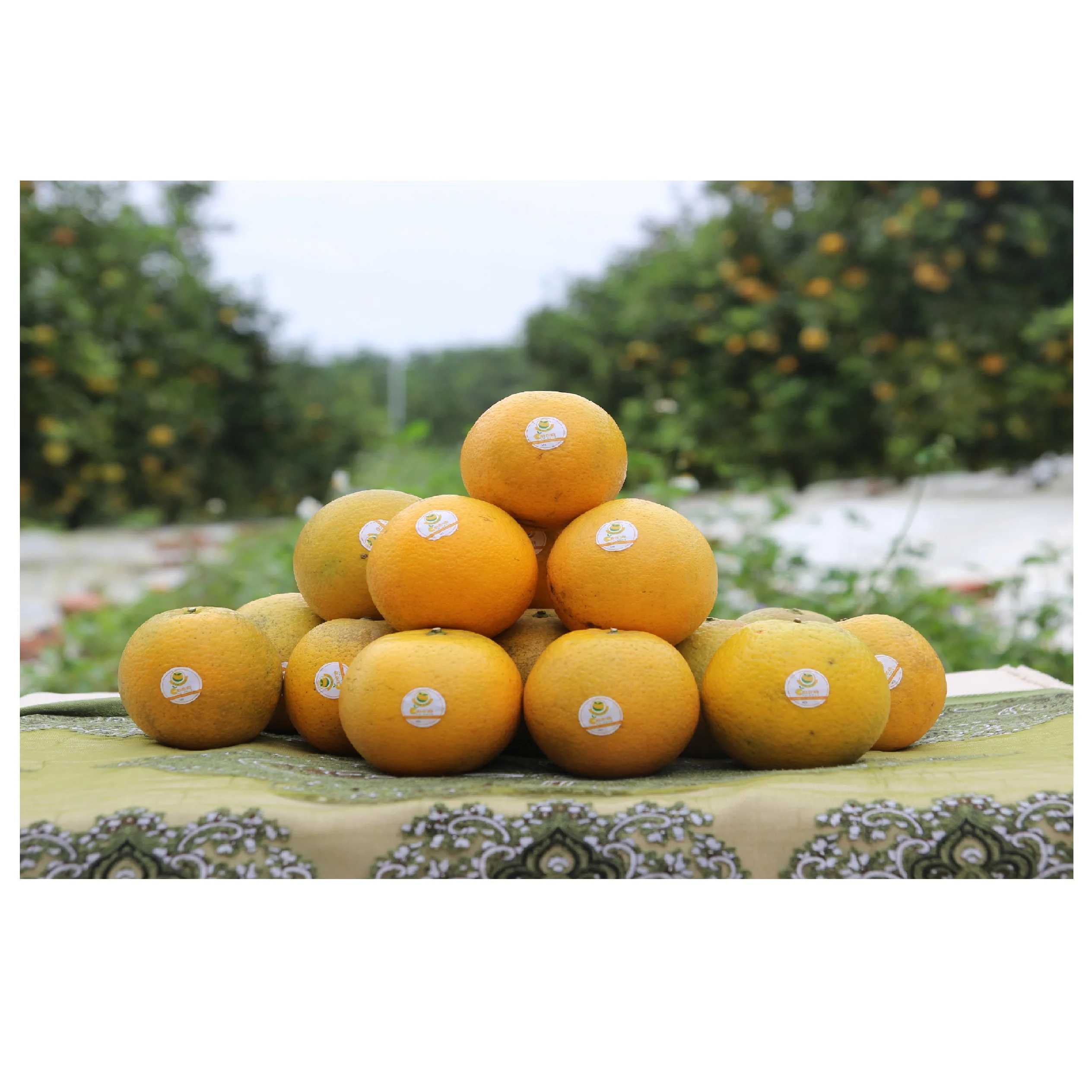 Wholesale High Quality Best Price Hot Selling Delicious Sweet and Sour Organic Bag Ripe Orange from Vietnam for Sale