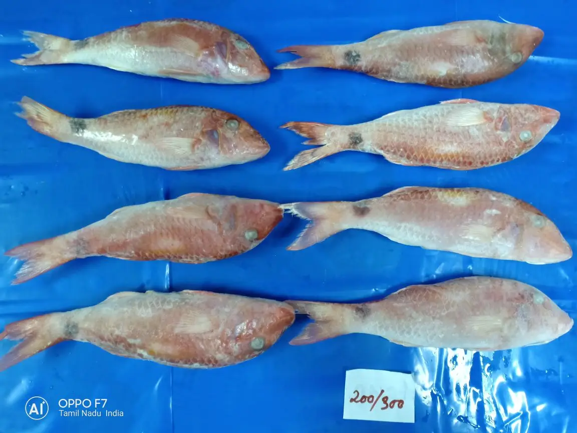 
FROZEN RED MULLET WHOLE 