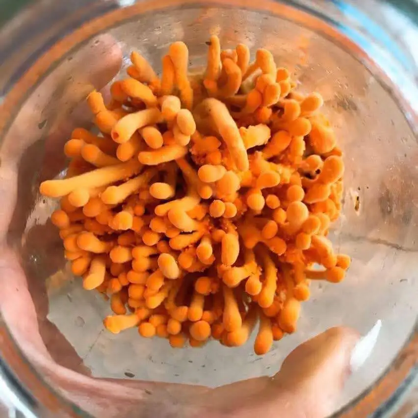 Manufacturer Dried Fungus Cultivated Cordyceps Militaris Subtainable Quality