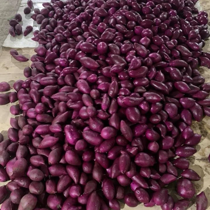 
HASU Best Sweet Purple Potato Shipping From Vietnam With 3 Months Maturity Have COMMON Cultivation Type 