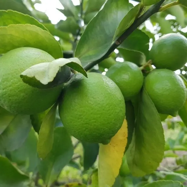100% Maturity Round Green Seedless Lemon/ Seedless Lime With Sour Flavor To Make Delicious Food and Beverage/Vietnam Green Lemon