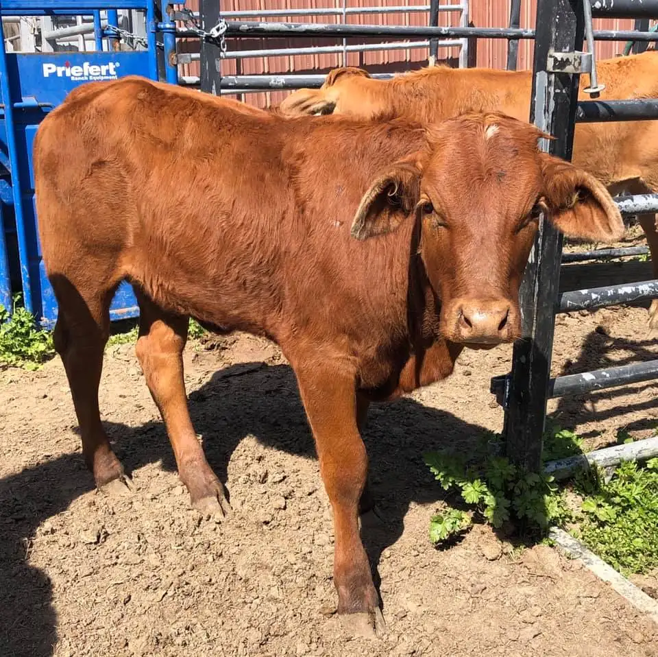 
Best Price Brahman Bulls And Heifers 