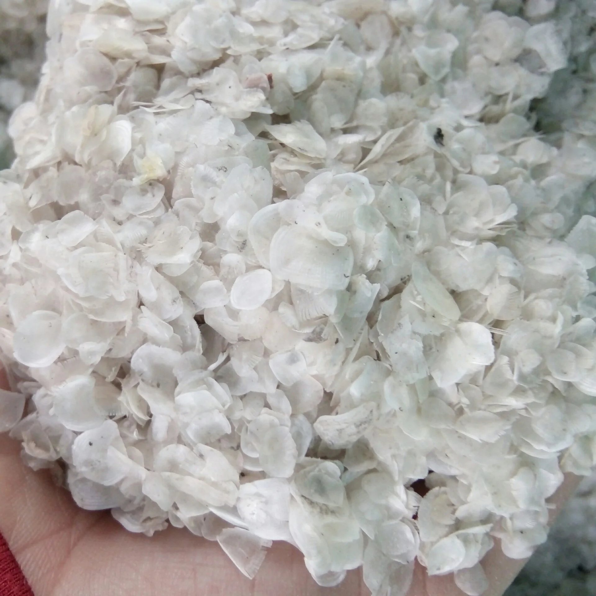
Fish Scale From Bangladesh 