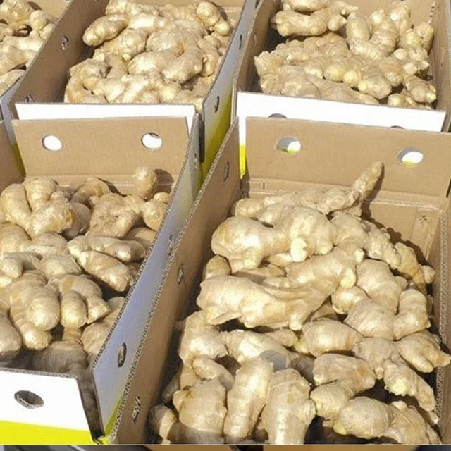 
Origin from Vietnam bulk fresh ginger size 150g and up to 500g mesh bag 21kg or carton 10kg net weight 
