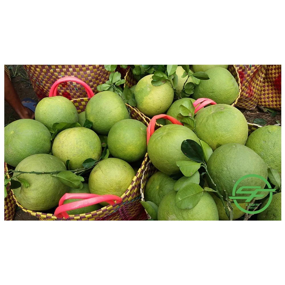 High Quality Citrus New Crop Grapefruit Pomelo