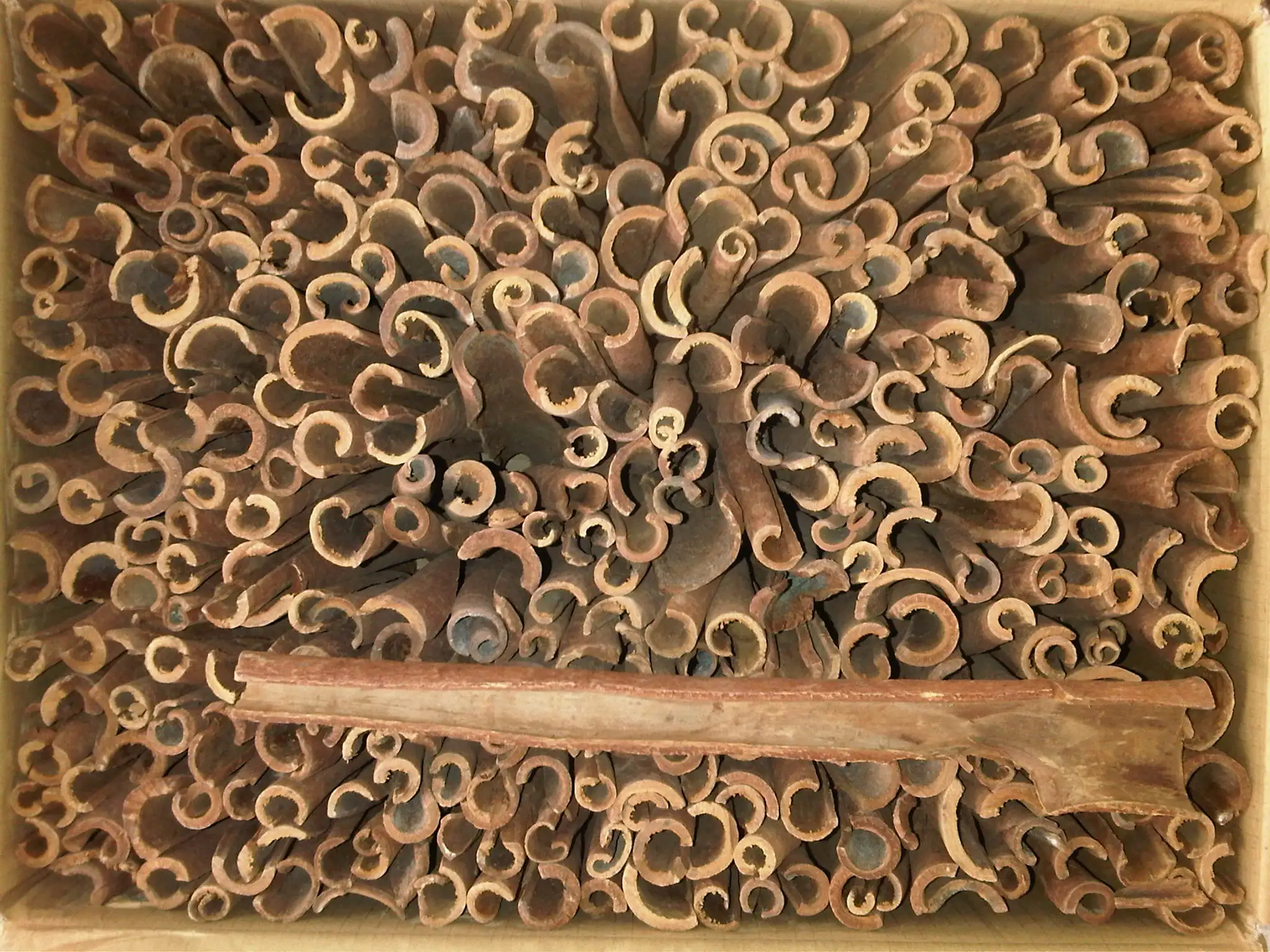  Корица Кассия кабик KBBC вера А сломанная хорошая цена и качество из Индонезии