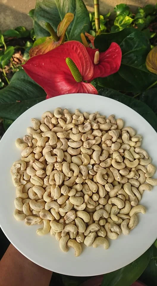Factory Price High Grade Natural Product Cashew Nuts W320 W240 from Vietnam