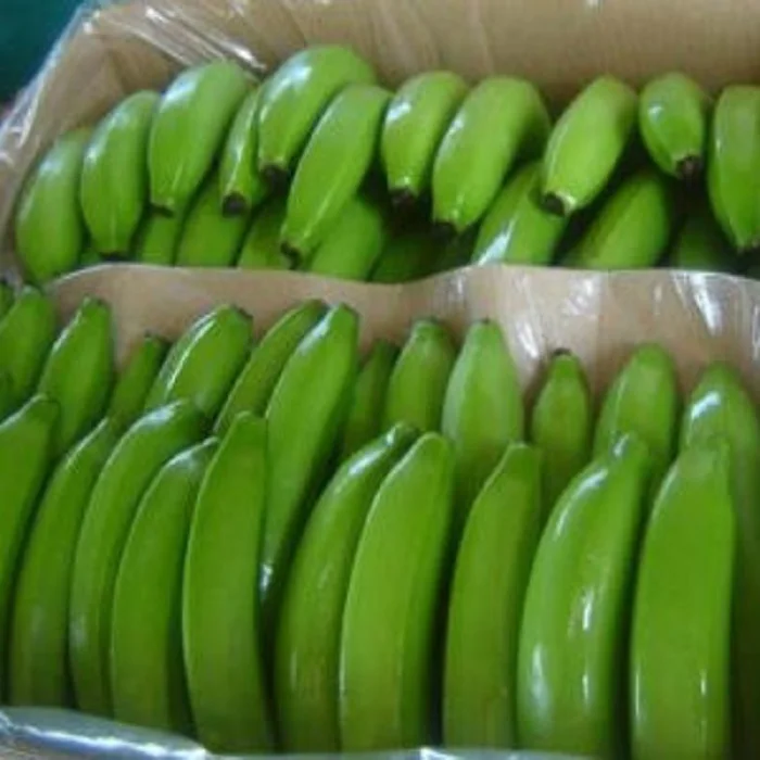 High Quality Fresh Cavendish Bananas with competitive price