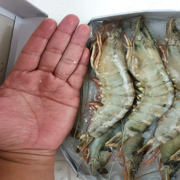 widely Selling Fresh Frozen Whole Vannamei Shrimp White / Black Tiger Shrimp /prawn