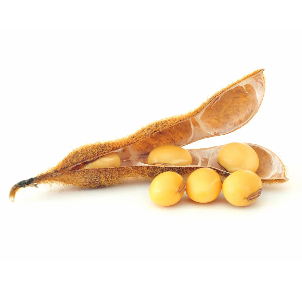 
Russian wholesale soybeans, agriculture product 