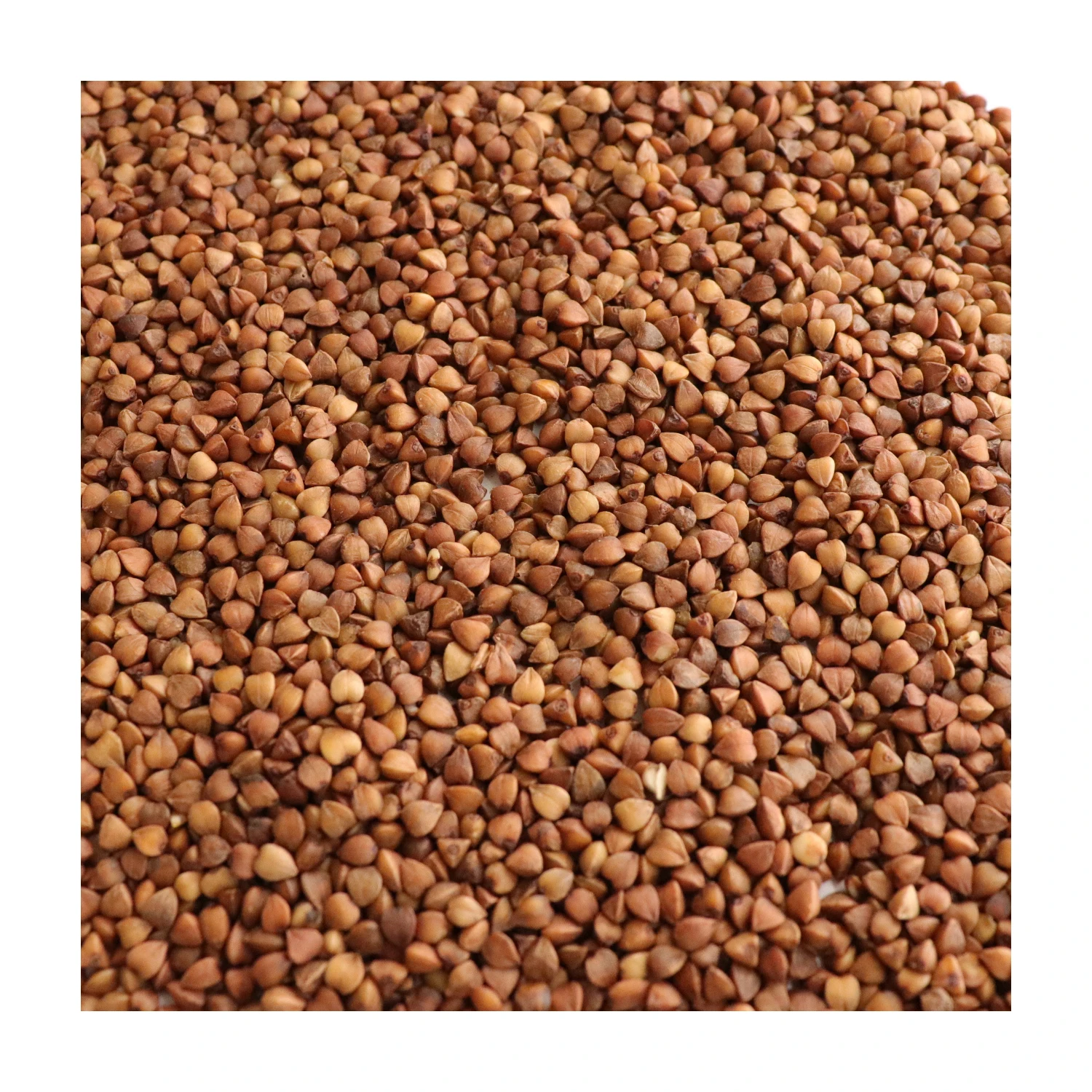 OEM Premium Grade Wholesale Flavors Buckwheat Tea Yellow Black Buckwheat