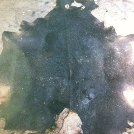 
Wet salted cowhide - buffalo skin sale 2021 