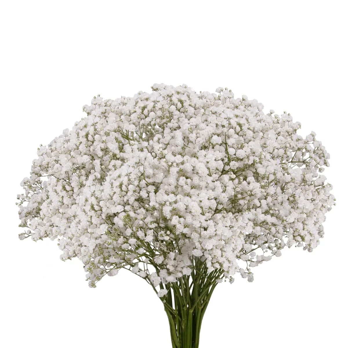 Premium quality Gypsophila Real  fresh cut flowers variety xlence million stars decorative flowers 500 gr.