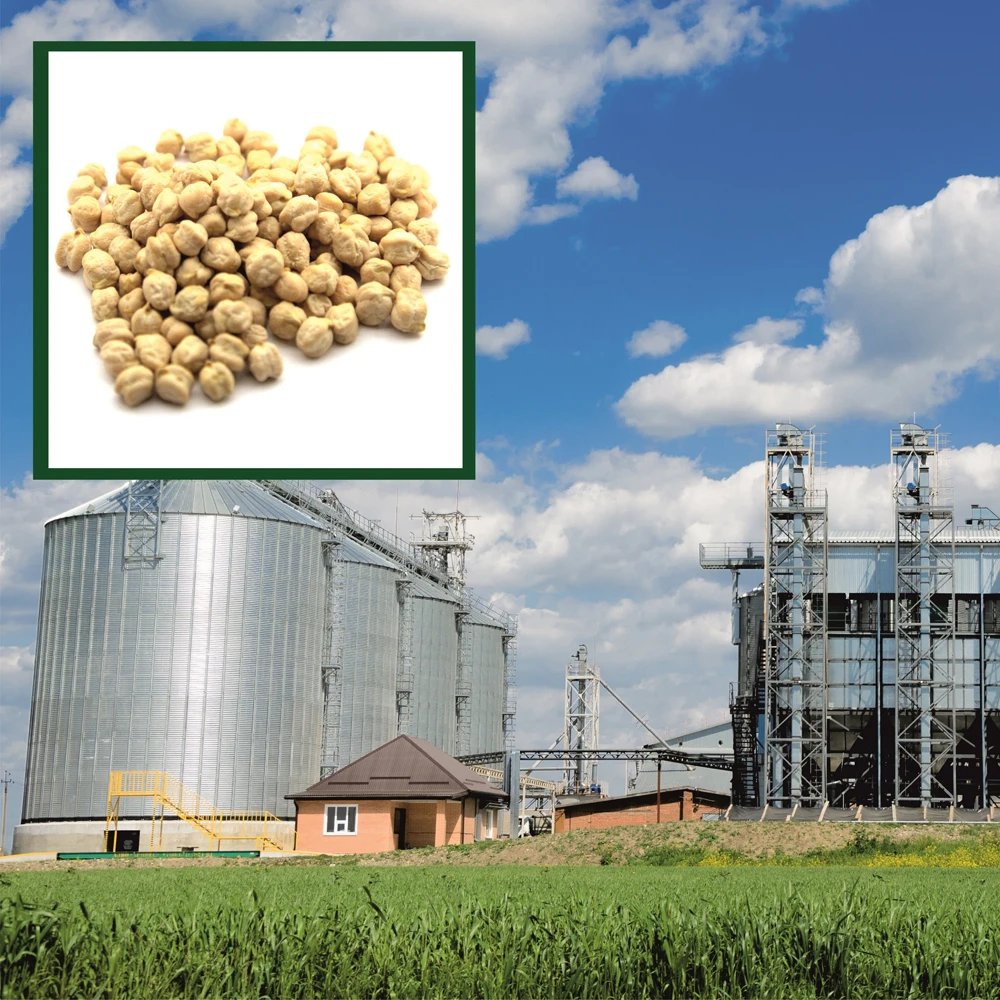 Organic dried kabuli chickpeas big bag, product of Russia