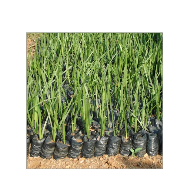 Phoenix dactylifera Arab Khajoor Premium Barhee Date Fruit Tree Plant