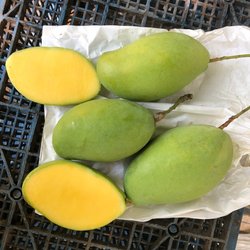 keo mango origin in Vietnam help improve health with best taste export from Vietnam
