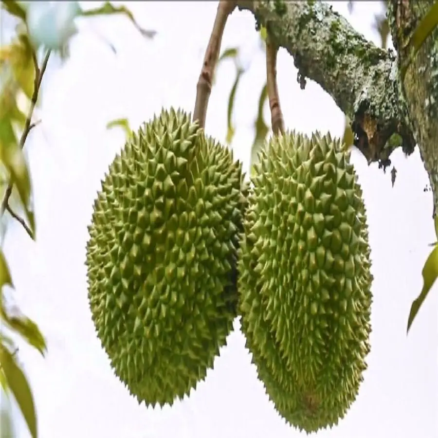 
Kan Yao from Thailand Durians Fresh Fruit with High Quality 