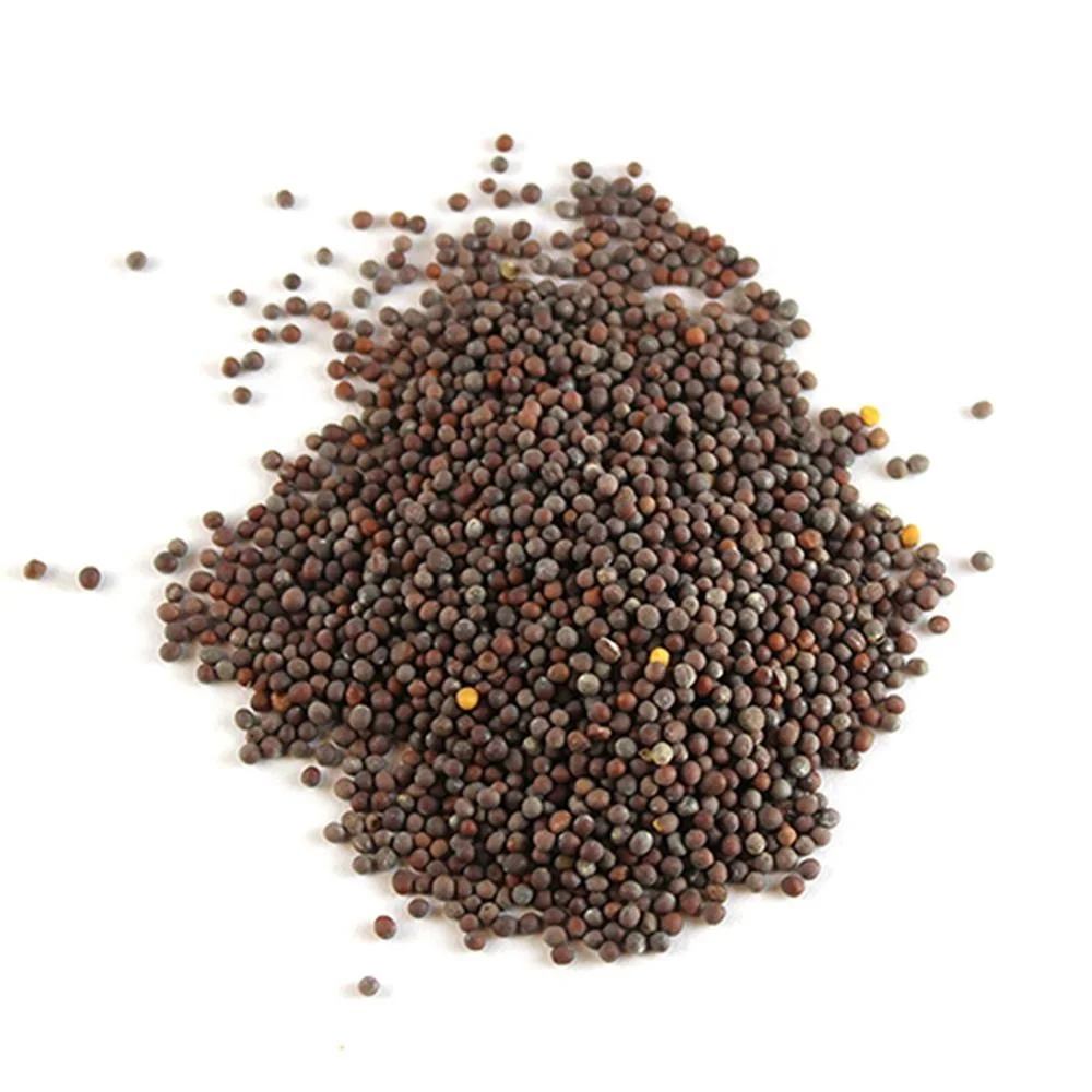 
Extra Quality Yellow Mustard Seeds and Black Mustard Seeds For Sale 