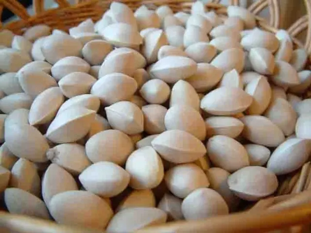 
Fresh raw material nuts Ginkgo Seeds for planting 