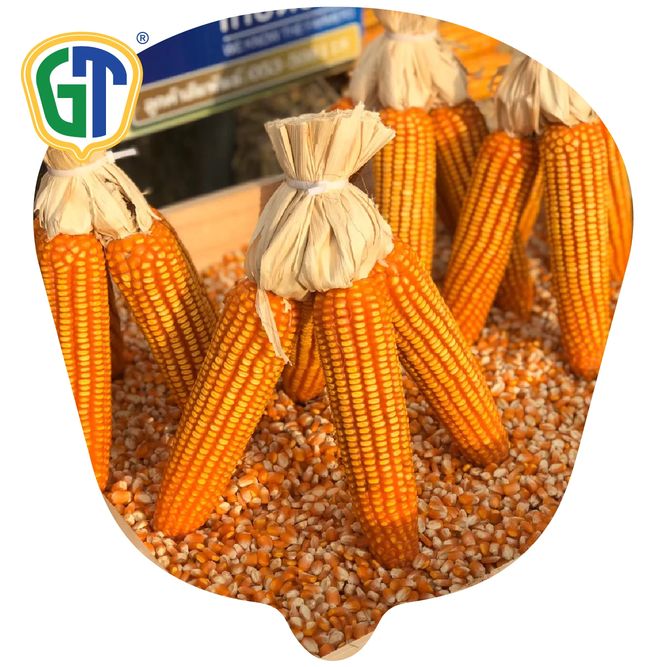 GT822 Thailand  Hybrid Corn Seeds F1 With High Quality