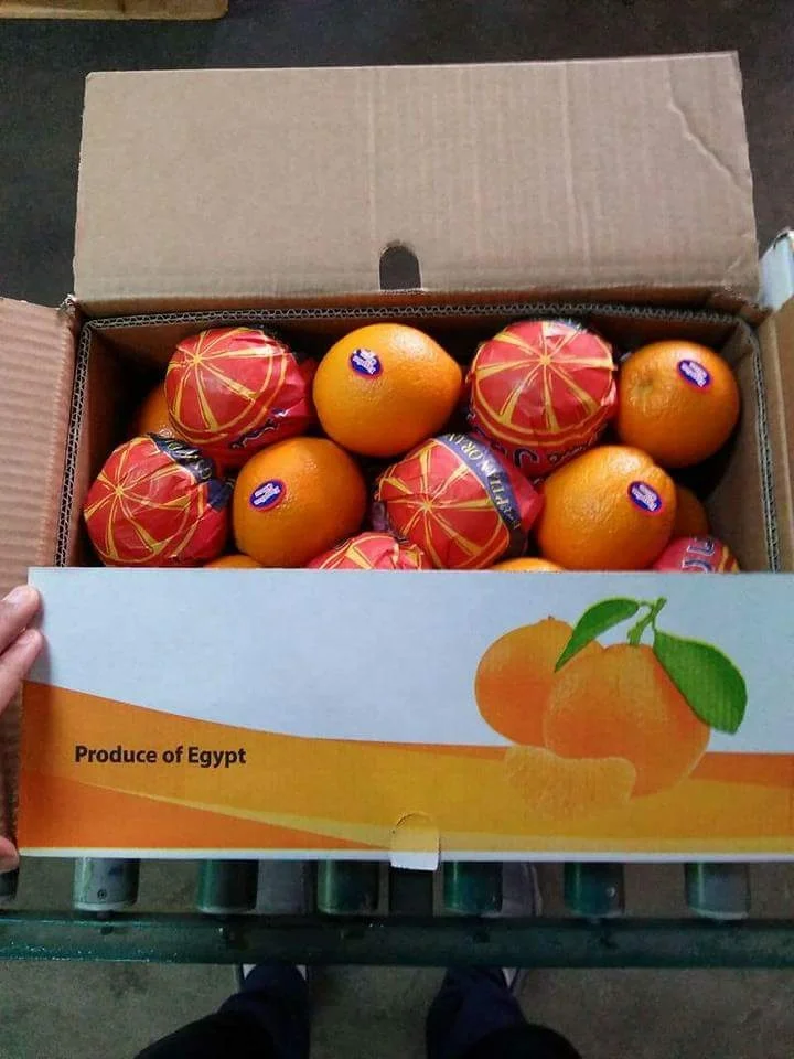 
Low Price For Fresh Orange Fruit Wholesale Valencia Navel Orange - Lemonn 