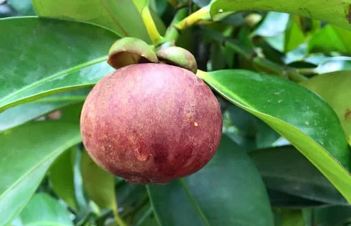 Vietnam Mangosteen fresh fruit cheap price - Premium quality, clean farming, Global GAP, prestige MS ANNA +84902804571