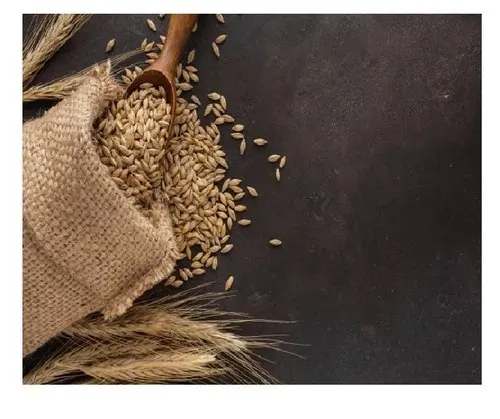 Oats Seeds Grains Raw Whole for Sell