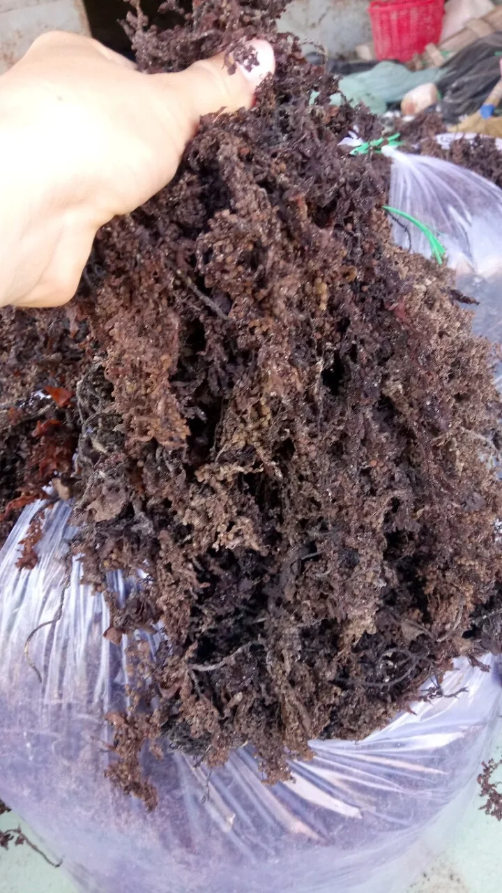 Сушеные водоросли саргассум и порошковые из Вьетнама свяжитесь с MS KATHY + 84 896650714